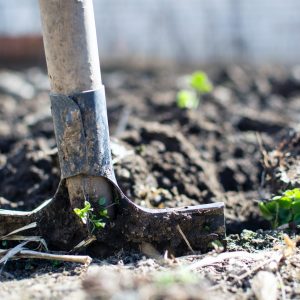 Agricultural Tools/Seeds
