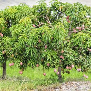 Fruit trees