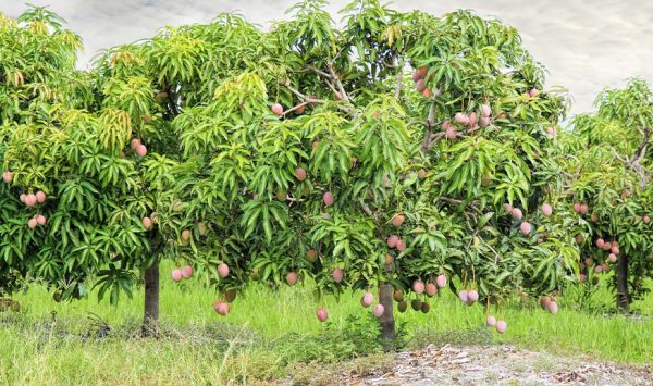 Fruit trees